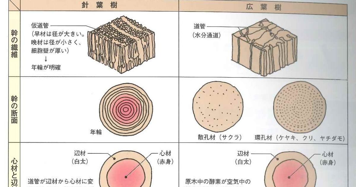 注文住宅で木の家を建てるならサイエンスホーム 『樹種による性質の違い』